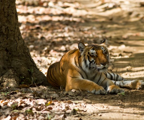 Jim corbett National Park