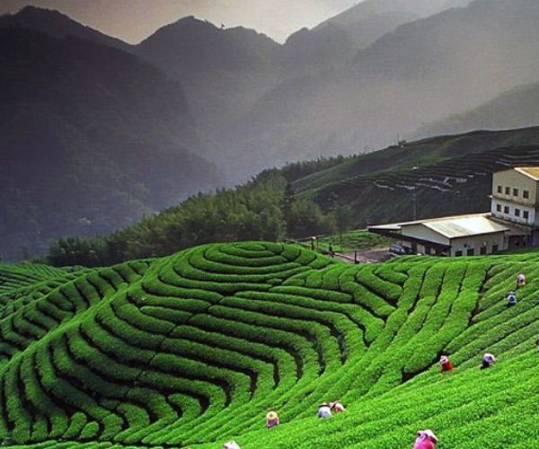 Kausani Tour